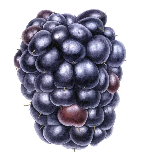 Akwarela, rysunek blackberry — Zdjęcie stockowe