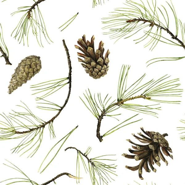 Pine cone drawing in watercolor Royalty Free Stock Images