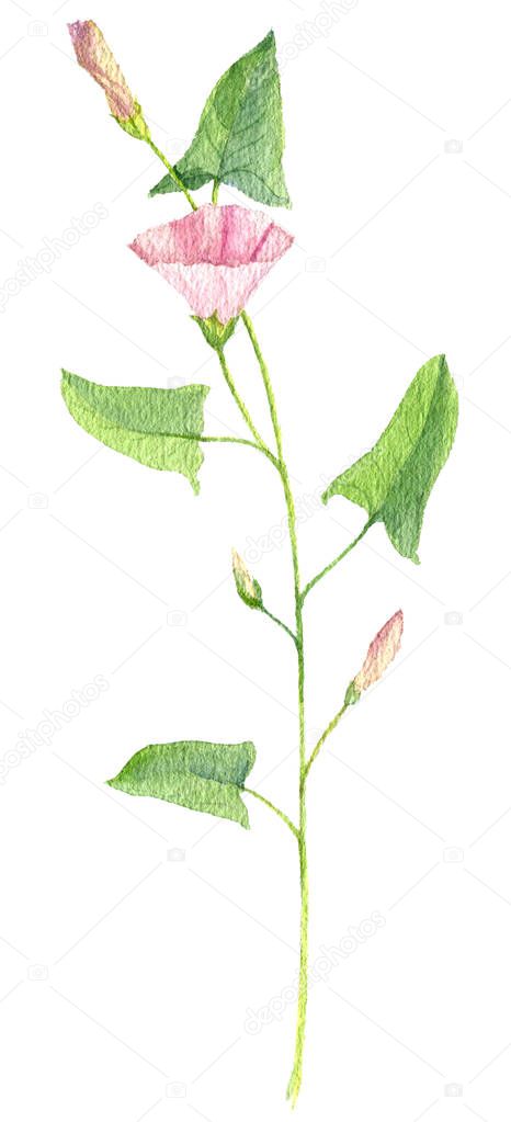 watercolor drawing flower of field bindweed