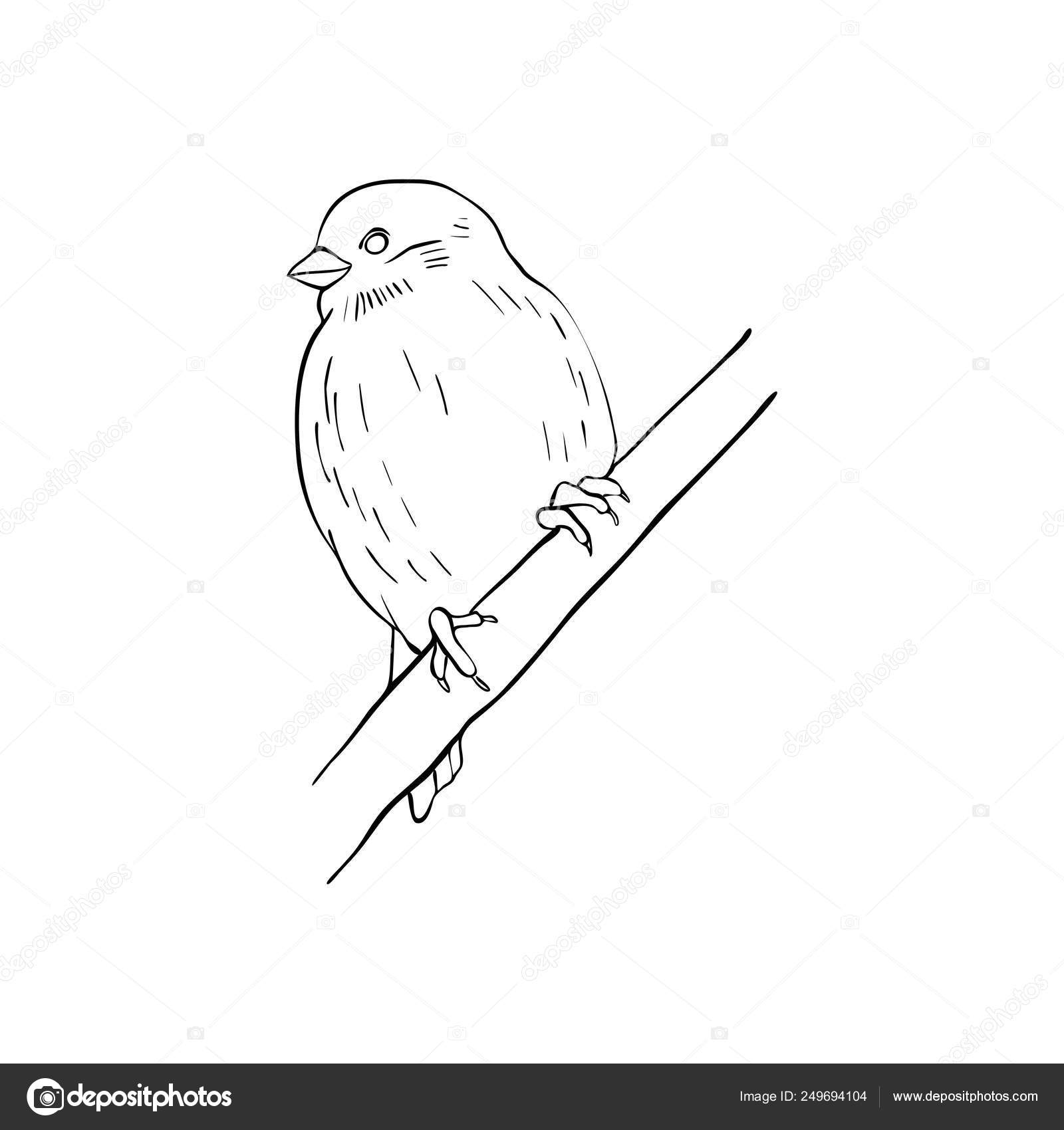 Vogel Bild: Vogel Auf Ast Zeichnen