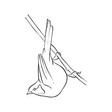 kuş ağaç dalında