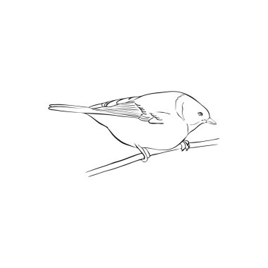 kuş ağaç dalında