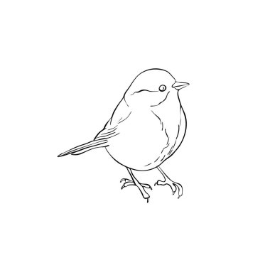 kuş ağaç dalında