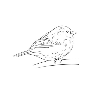 kuş ağaç dalında