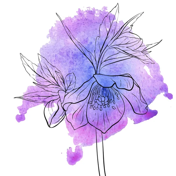 Vector drawing flower of hellebore — Stock Vector