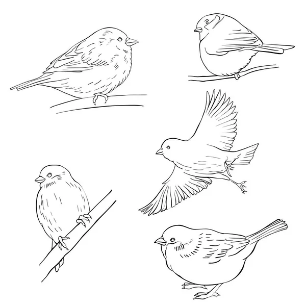 Schizzo vettoriale degli uccelli — Vettoriale Stock
