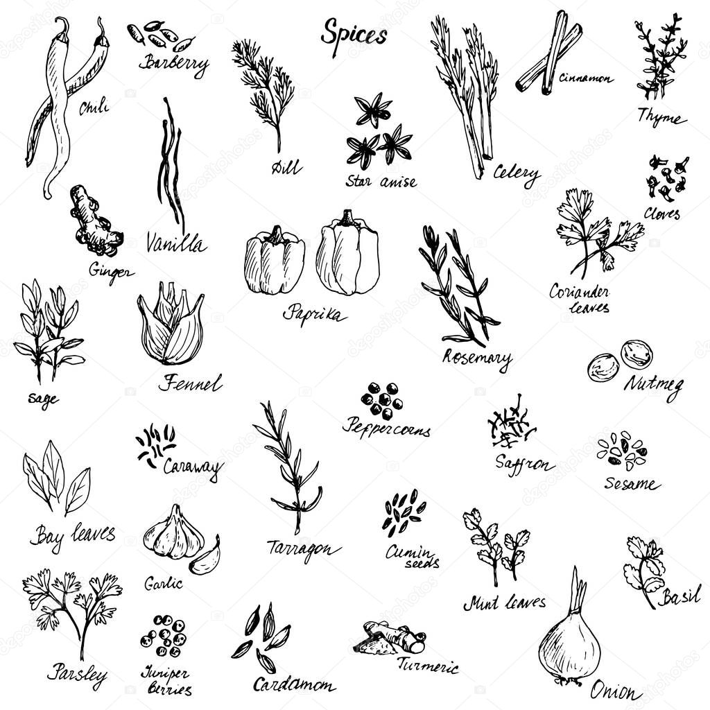 vector sketch of spices