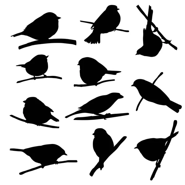 Aves en rama de árbol — Vector de stock