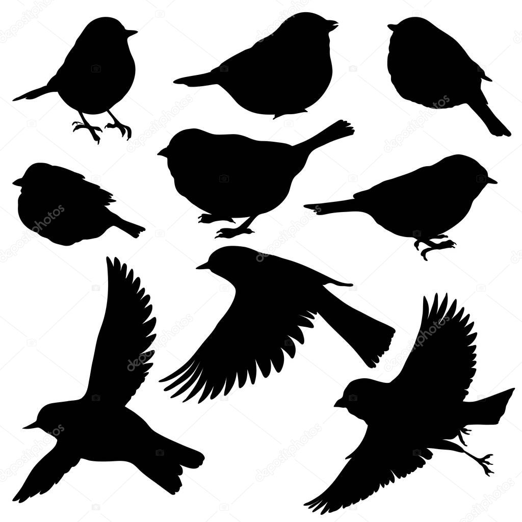 vector silhouettes of birds