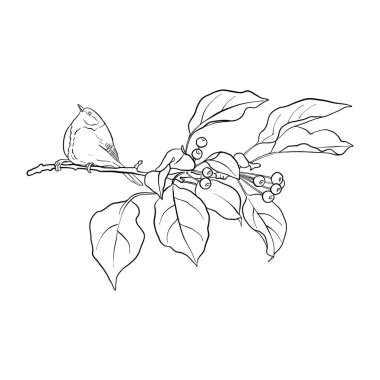 kuş ağaç dalında