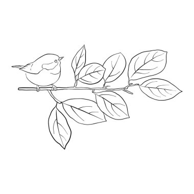 kuş ağaç dalında