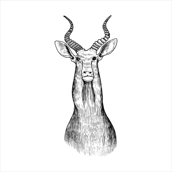 Vector hand getrokken hoofd van antilope — Stockvector