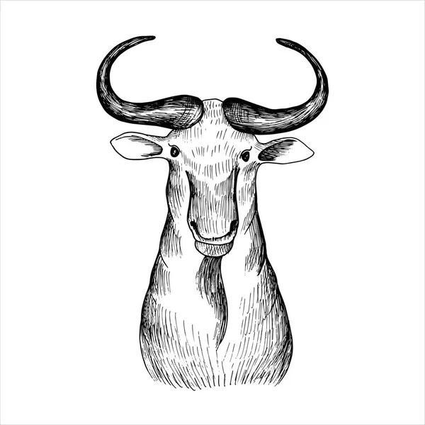 Vector dibujado a mano cabeza de bizón — Archivo Imágenes Vectoriales