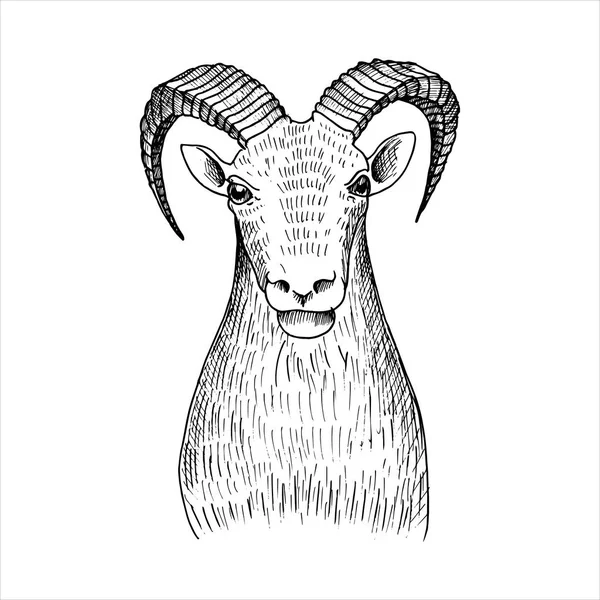 Koyun eti vektör el çizilmiş baş — Stok Vektör