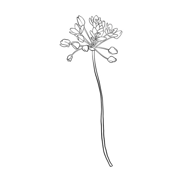 Vector drawing flower — Stock Vector