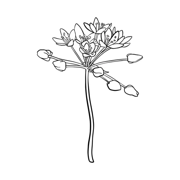 Vector tekening bloem — Stockvector