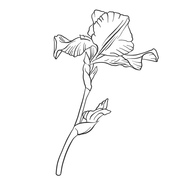 Vector tekening bloem — Stockvector