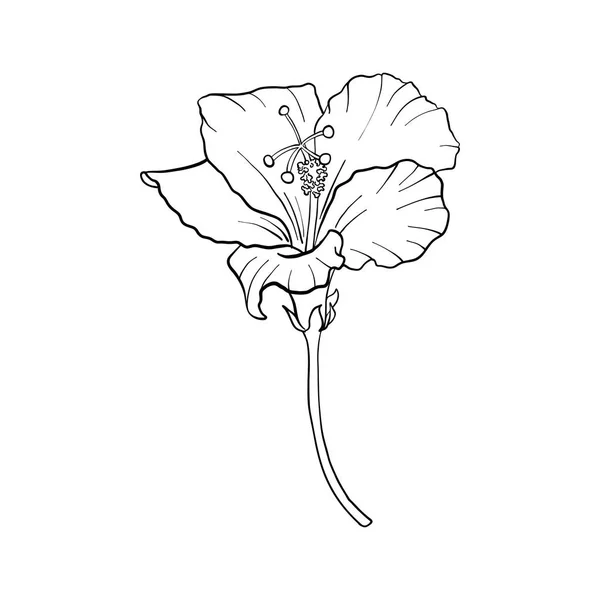 Vector drawing flower — Stock Vector