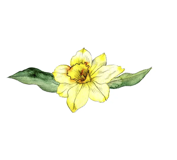 Watercolor drawing narcissus flower — Stock Photo, Image