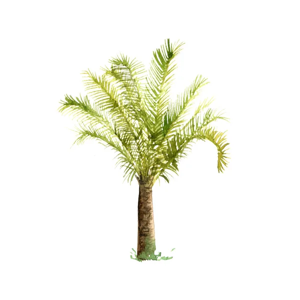 Boceto acuarela de palmera — Foto de Stock