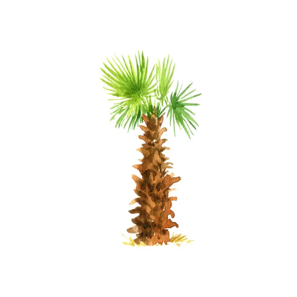 Boceto acuarela de palmera — Foto de Stock