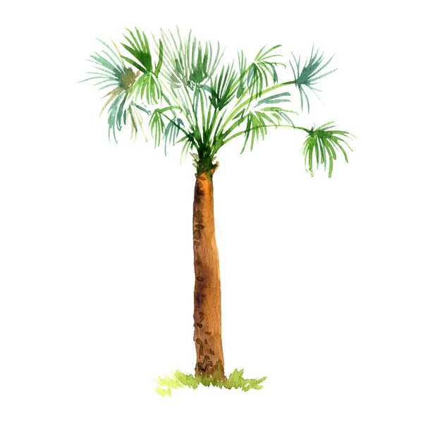 Akvarel palmového stromu — Stock fotografie