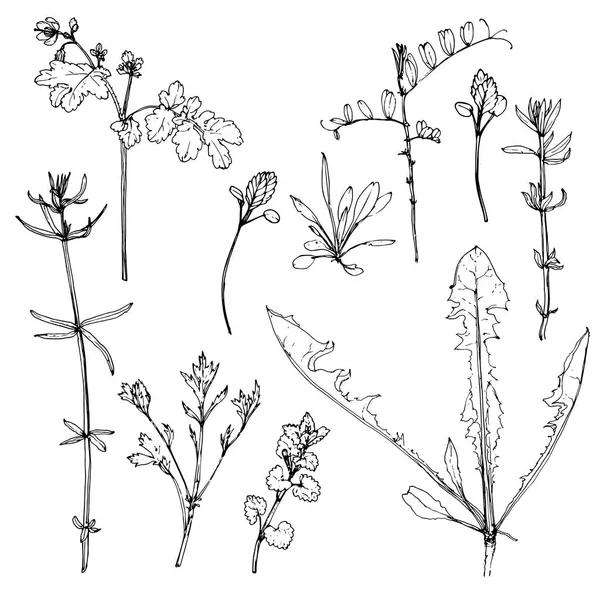 Vector schets van planten — Stockvector