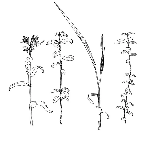 Scetch vectoriel des plantes — Image vectorielle