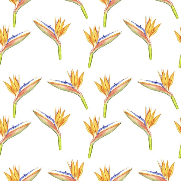 Bezszwowy wzór z kwiatami Strelitzia Reginae — Zdjęcie stockowe