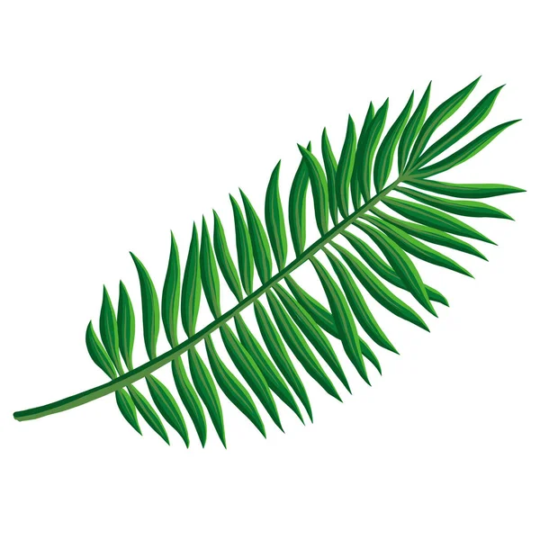 Векторный рисунок тропических листьев — стоковый вектор