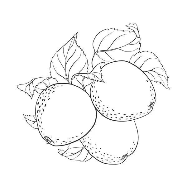 Vector tekening appels — Stockvector