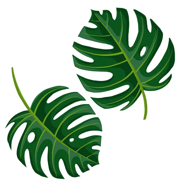 Vektör çizim tropikal yaprakları — Stok Vektör