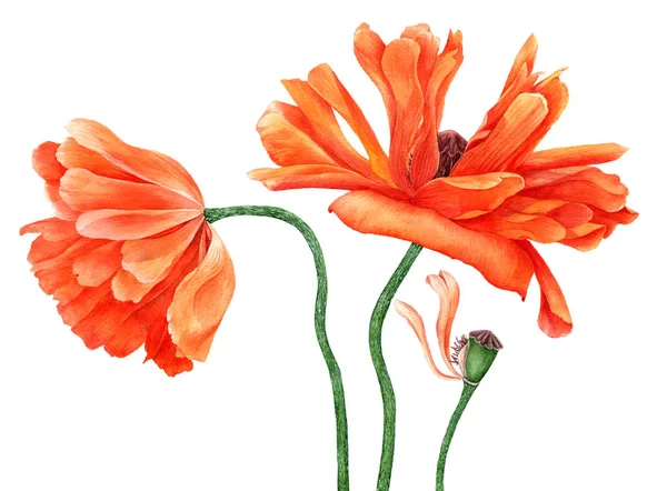 Акварельний малюнок макових квітів — стокове фото