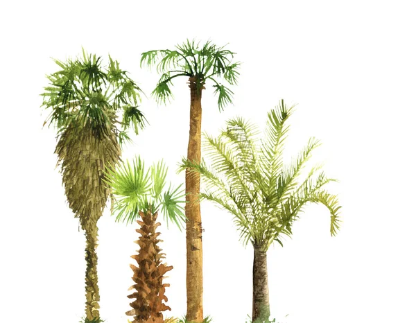 Esboço aquarela de palmeiras — Fotografia de Stock