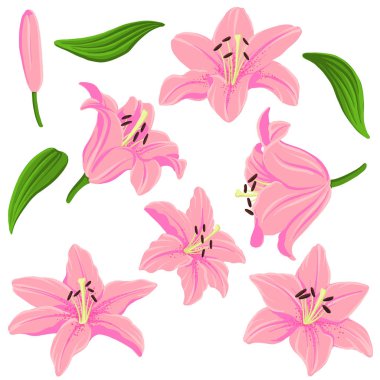 vektör çizim zambak çiçekleri ve yaprakları