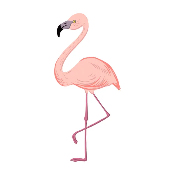 Vector drawing Flamingo — Stock Vector