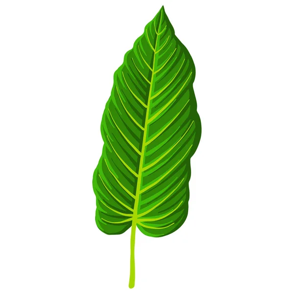 Vector drawing tropical leaf — Stock Vector