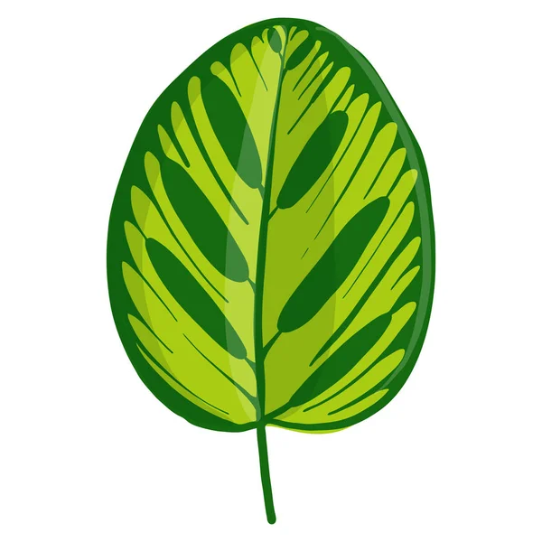 Vector drawing tropical leaf — Stock Vector