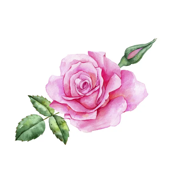 watercolor drawing flower of rose