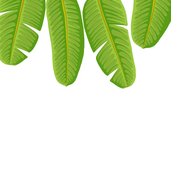 Векторное рисование тропических листьев — стоковый вектор
