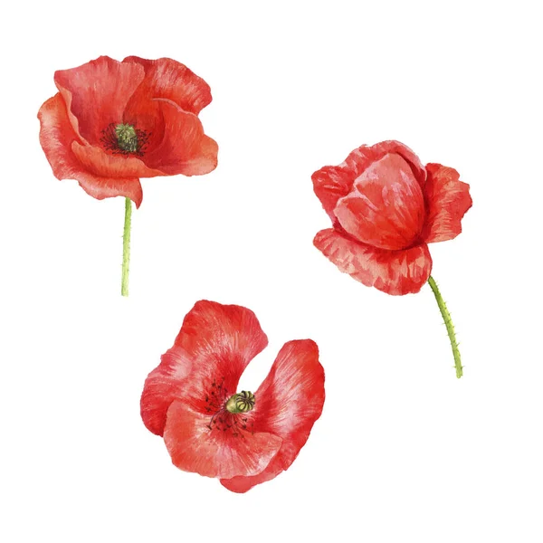 Watercolor drawing red poppy flowers — Stock Photo, Image