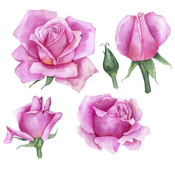 Aquarel tekening bloemen van roos — Stockfoto