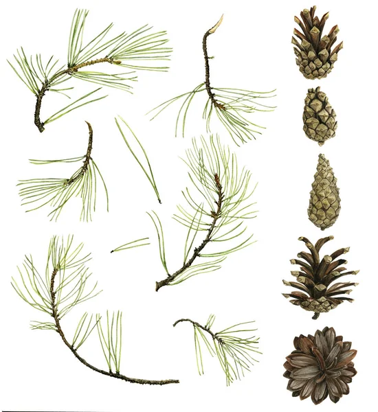 Pine cone drawing in watercolor Royalty Free Stock Images