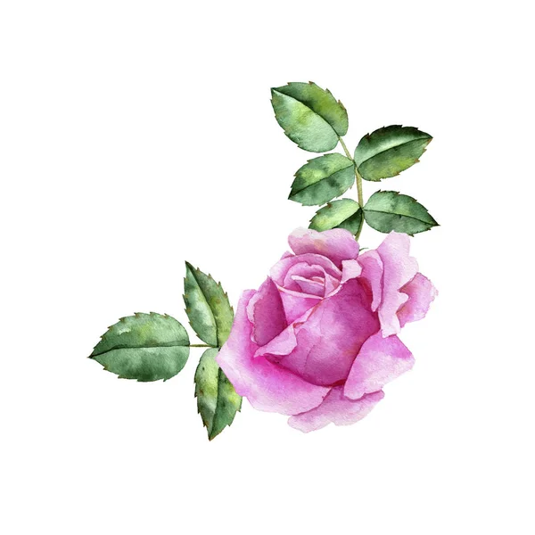 watercolor drawing flower of rose