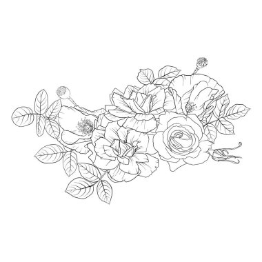 gül vektör çizim çiçekler