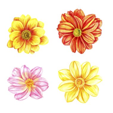 suluboya çizim dahlia çiçek