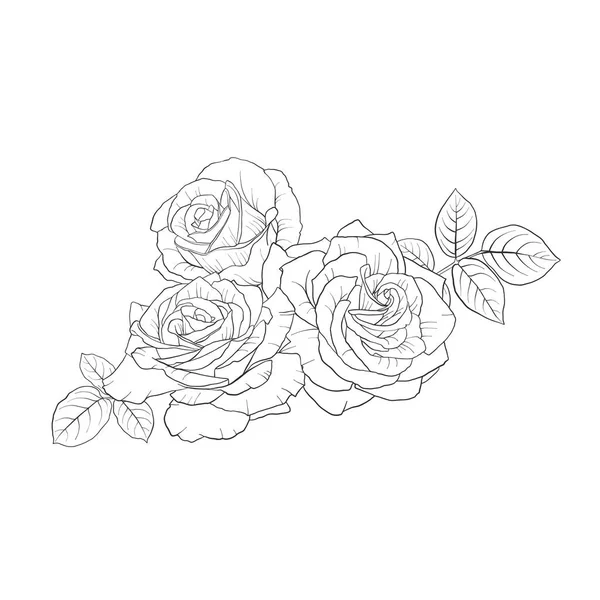 Vector dibujo flores de rosas — Archivo Imágenes Vectoriales