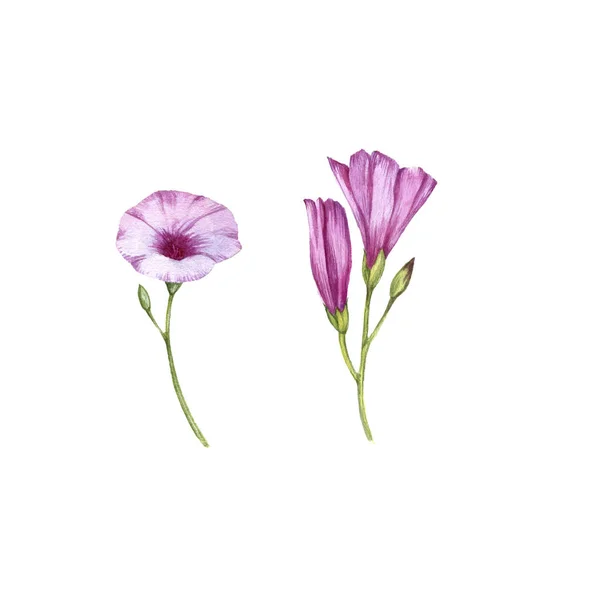 Dessin aquarelle mauve fleurs de bindweed — Photo