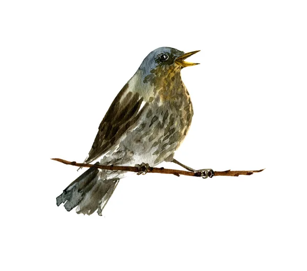 Pássaro aquarela no galho da árvore — Fotografia de Stock