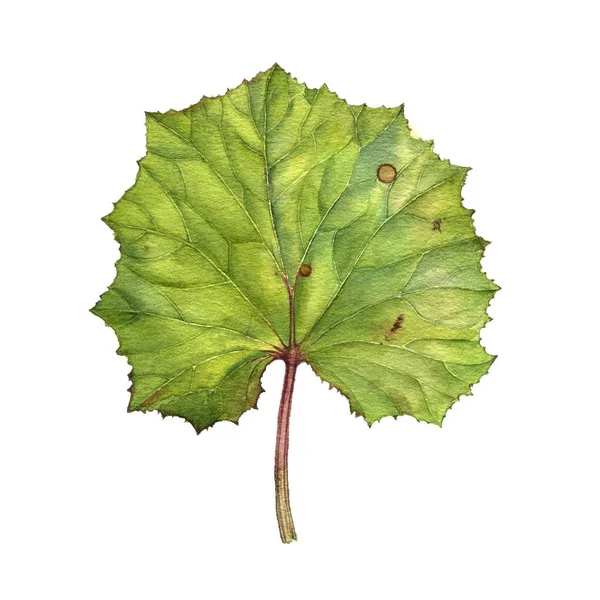 Акварельний малюнок зеленого листа — стокове фото